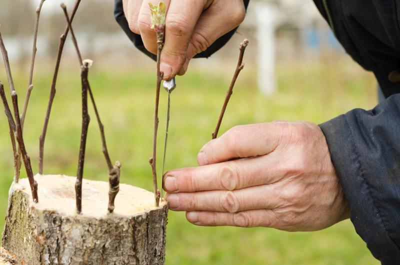 Sadzenie, pielęgnacja i cięcie Wierzby mandżurskiej - interesujący gatunek drzewa do hodowli w ogrodzie