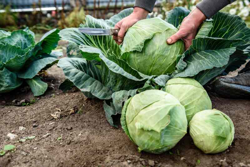 Sposoby naturalnej kontroli szkodników roślin kapustnych w ogrodzie warzywnym